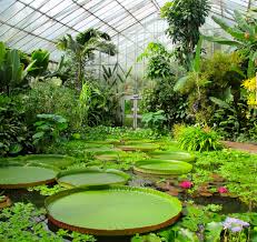 Royal Botanical Gardens Edinburgh Botanic Gardens Edinburgh Backyard Greenhouse Tropical Greenhouses