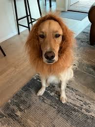 Luna just wanted to say hi!