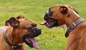 Why Do Boxers Lick So Much