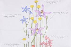 Wahlenbergia ceracea ingår i släktet wahlenbergia och familjen klockväxter. Works Ngv View Work