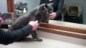 Consult your veterinarian for the right toothpaste and brush suited for your feline friend. How To Brush Cat Teeth Youtube