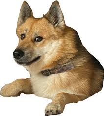 Posts must contain doge or an edit of doge in some meaningful way. Doge 2 Caesar Template Doge 2 Caesar Know Your Meme
