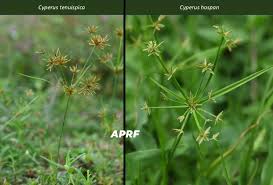 Image result for Habenaria tenuispica