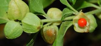 Ashwagandha The Lost Herbs Herbs Ashwagandha Ways To Stay Healthy