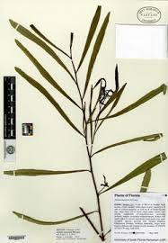 Image result for Artabotrys likimensis