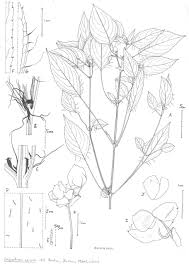 Image result for Impatiens purpureoviolacea