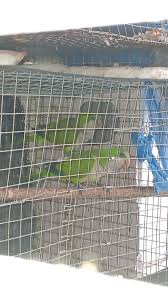 Yellow naped puerto rico