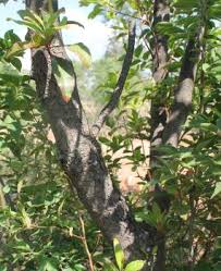 Image result for Faurea saligna