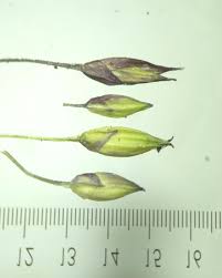 Image result for Panicum pilgeri