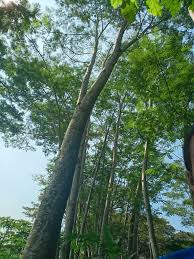Maybe you would like to learn more about one of these? Diskripsi Dan Cara Budidaya Pohon Sengon