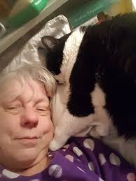 Oreo the cat sleeping art discovery