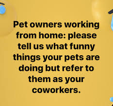 I ran the restaurant alone, it wasn't as bad. This Is What Happens When People Refer To Their Pets As Their Coworkers My Brown Newfies