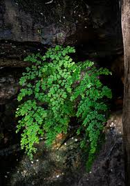 Image result for Adiantaceae