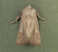 Image result for Photedes fluxa