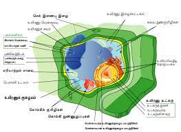A flower has four major parts, namely, petals: File Plant Cell Structure Ta Svg Wikimedia Commons