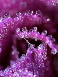 Water Drop S On Purple Flower Purple Flowers Violet Flower Flower Iphone Wallpaper