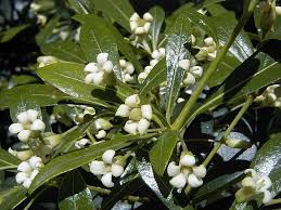 Image result for Pittosporum abyssinicum