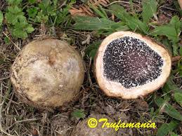 Image result for Scleroderma polyrhizon