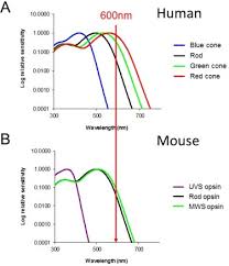 Functional analysis of the promoter for the humancyp1b1 gene journal of biological chemistry : Light And The Laboratory Mouse Sciencedirect