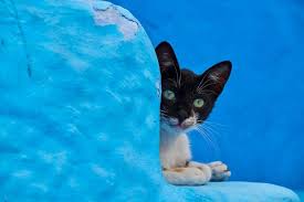 ギャラリー 世界の街ネコ 写真15点 遺跡で遊び 神社でお昼寝 子猫 キュートな猫 可愛すぎる動物