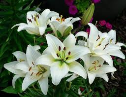 Maybe you would like to learn more about one of these? The National Flower Of Italy Lily