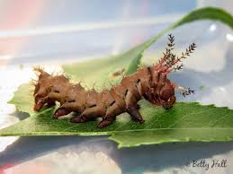 Maybe you would like to learn more about one of these? Hickory Horned Devil Betty Hall Photography