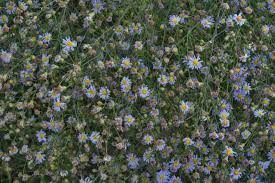 Blue flowers in washington state. Photo 2390 13 Small Blue Aster Flowers In A Former Pond Area In State Historic Site Washington Texas