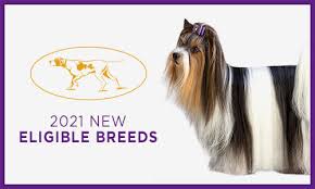 Thus westminster dog show 2021 is a great event when you consider the number of participants' activity. Die Westminster Dog Show 2021 Heisst Neue Rassen Willkommen Haustiere Welt