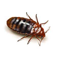 Shop for bed bug pest control online at target. Bed Bug Removal Pro Control
