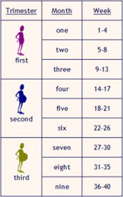 Pregnancy Chart Weeks Months Trimesters Www