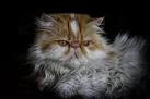 Persian Cat Breed Information, Pictures, Characteristics ...
