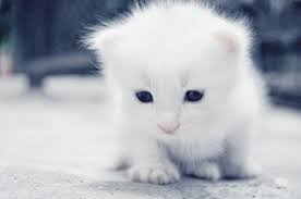Yavru Kedi Ne Zaman Sutten Kesilir Ne Zaman