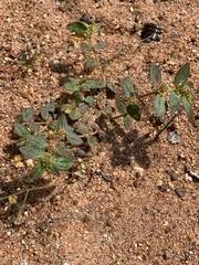 Image result for Euphorbia polycnemoides