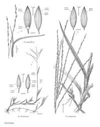 Image result for Digitaria abyssinica