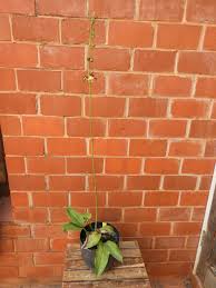 Image result for Oeceoclades saundersiana