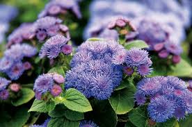 Image result for Ageratum