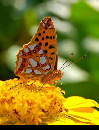Mariposa Butterfly Pictures Beautiful Butterflies Butterfly