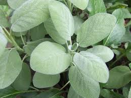 Breezes will waft the repellent fraction away from the. 20 Beautiful Mosquito Repelling Plants Hgtv