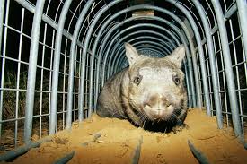 Image result for Northern hairy-nosed wombat
