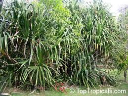 Image result for Pandanus sp. A