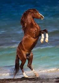 Gorgeous Horse Rearing Up High At The Beach 91 Horses Freedom Photos Horse Breeds Horses Beautiful Horses