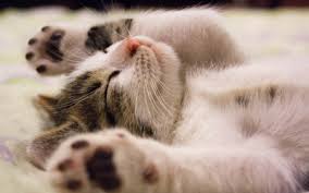 4b) coccidia in kittens and cats (feline coccidiosis). Coccidiosis In Cats Vca Animal Hospital