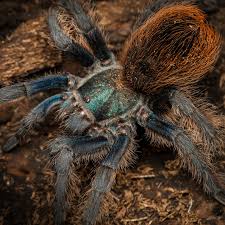 Image result for Otoptera