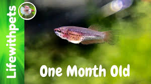 Betta Fish Growth From Birth To One Month Old Betta Fish Betta Fish