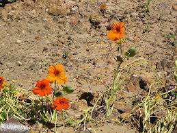 By Heather Rhoades If You Live In A Sandy Area You Know That It Can Be Difficult To Grow Plants In Sand Water Runs Ou Garden Soil Soil Improvement Sandy Soil