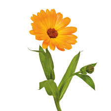 Kneipp® arnika salbe s kann bei bedarf auch über längere anwendungszeiträume mehrfach täglich angewendet werden. Ringelblume Wirkung Anwendung Pascoe Naturmedizin