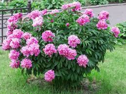 Is it okay to leave it in the container all summer. Transplanting A Peony Can I Transplant Peonies That Are Established
