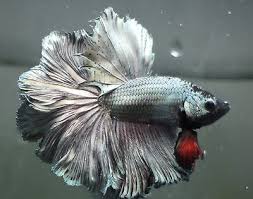 Live Tropical Fish Copper Red Rosetail Halfmoon Betta B29 Betta Fish Tank Betta Halfmoon Betta