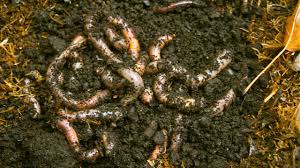Persistent rain causes soil saturation, creating hydrostatic pressure (or water pressure). Why Do Worms Come Out After Rain Here Are 3 Theories