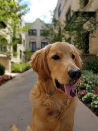Pin By Janice Edwards On Aww Dorable Cute Cats And Dogs Dog Obsessed Dogs Golden Retriever